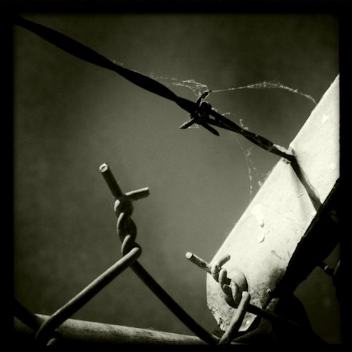 Barbed Wire by Allyson Seconds